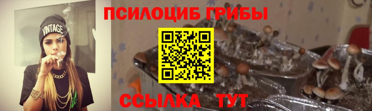 Александров  Галлюциногенные грибы прущие грибы  Вход с VPN 